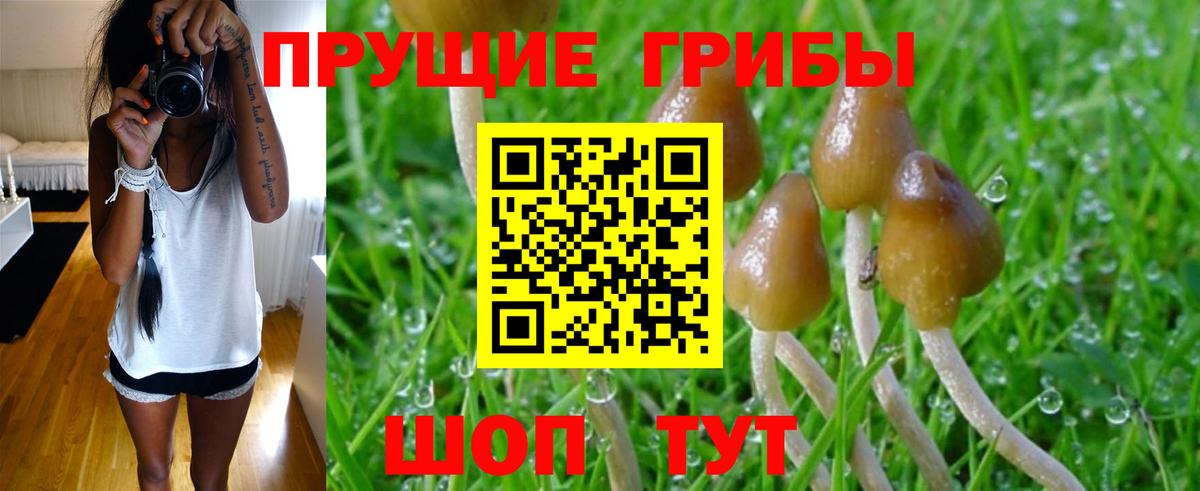 Псилоцибиновые грибы Psilocybe  Вход с VPN  Курганинск 